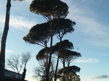 Row of maritime pines