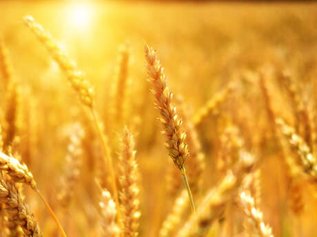 Lecture Science Pour Tous 06 "The history of cereals and legumes: the invention of agriculture in the Neolithic period"
