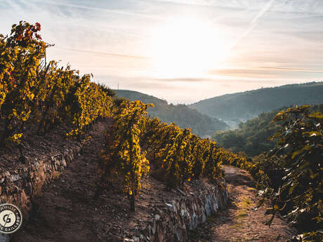Sunset dans les vignes au Domaine Gaillard