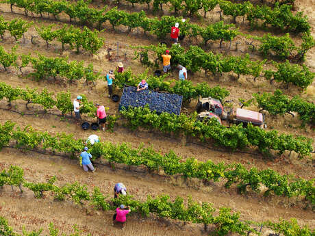 Cave des Vignerons Londais