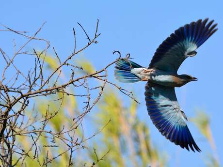 Balade ornithologique : Rolliers et autres oiseaux des A lpilles