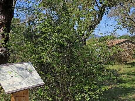 Le sentier botanique