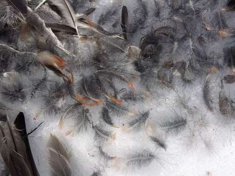 Jeu de piste : Qui est passé par ici ?