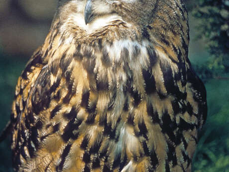 Rapaces nocturnes : qui sont-ils, comment vivent-ils ?