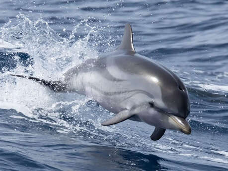 Observation de Dauphins et de Baleines en bateau Hybride