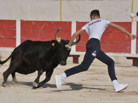 Camargue race: Raseteurs school