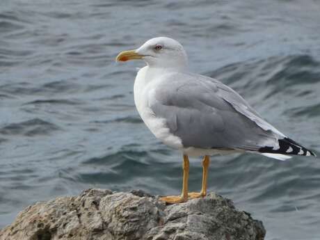 Point rencontre avec un garde du littoral : La faune du Cap Lardier, protection et protocoles de suivi
