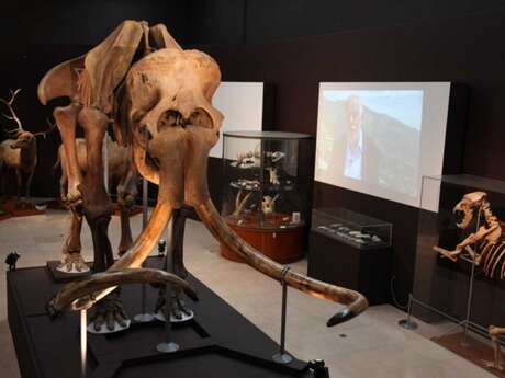 Discovering prehistory at the Musée d'Anthropologie Préhistorique - Monaco