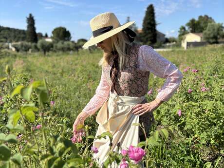 Domaine de la Dame : Visita e raccolta della rosa Centifolia