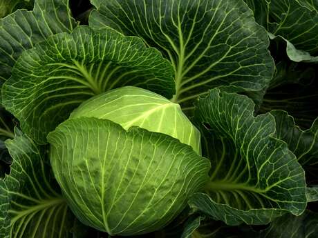 Soupe aux choux du Vieux Frêne
