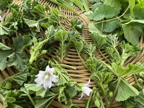 Balade et visite : Voyage aromatique au cœur des Alpilles