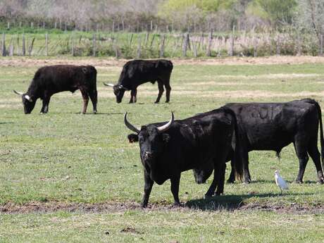 Manade Bernard Coulet