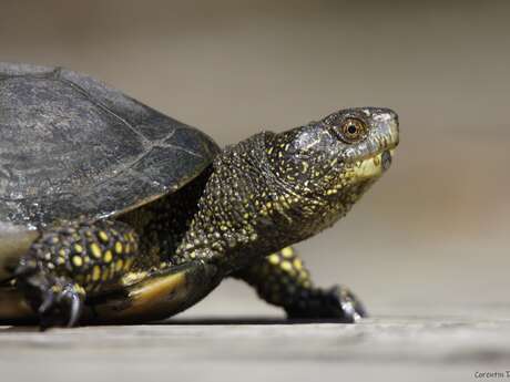 A la découverte de la tortue Cistude d'Europe