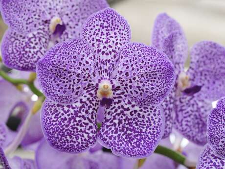 La Serre aux orchidées