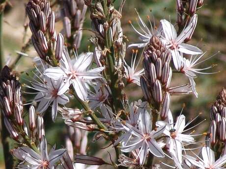 Nature walk with Denis HUIN - Spring blossoms