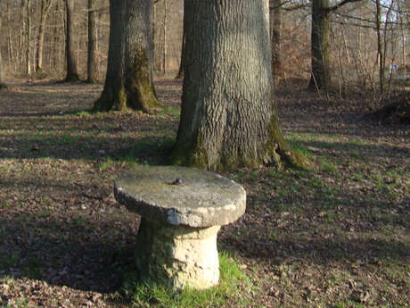 Le vallon de Chevaudeau en forêt de Marly