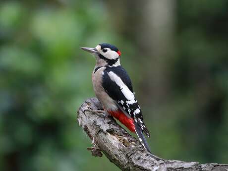 Sortie à la découverte des oiseaux du parc la Forêt
