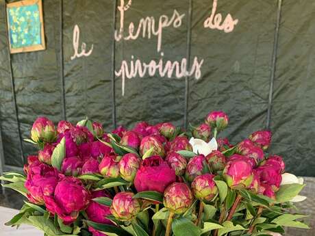 Visite guidée : Un champ de pivoines