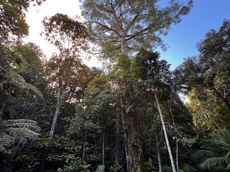 Sentier pédestre du Grand Kaori