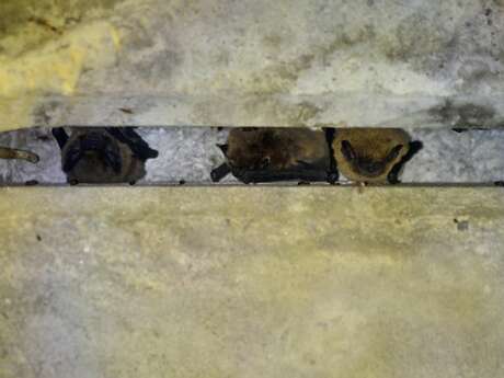 Les Rendez-Vous du Parc : Chauve qui peut !