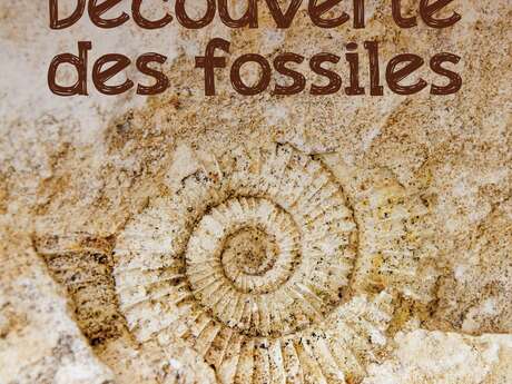 Découverte des fossiles