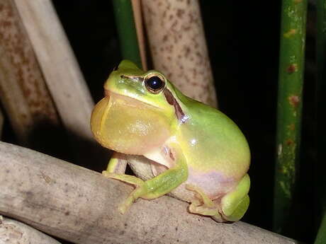 Inventaire naturaliste - Fréquence Grenouille