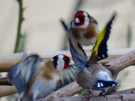 Secrets d'oiseaux