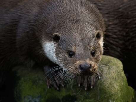 La loutre… en toute intimité !