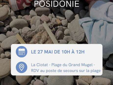 Exploring the natural treasures in the intertidal zone and the Posidonia seagrass beds on Grand Mugel beach