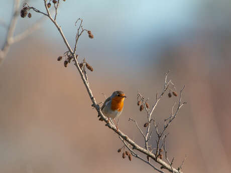 Point Rencontre : Découverte des oiseaux des îles du Parc national de Port-Cros