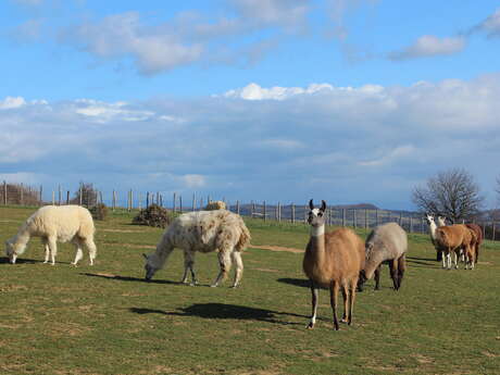 Au coeur d'un élevage de lamas