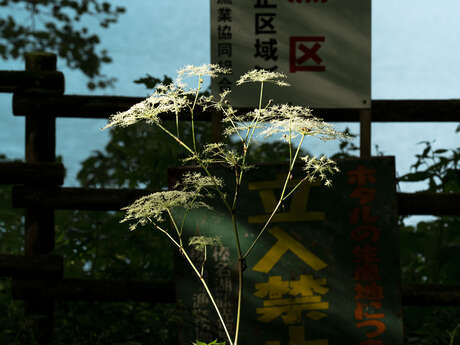 L’Écologie des relations - La Forêt amante de la mer
