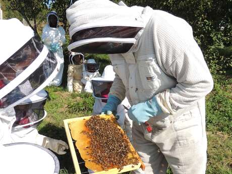 Partez à la rencontre des abeilles !