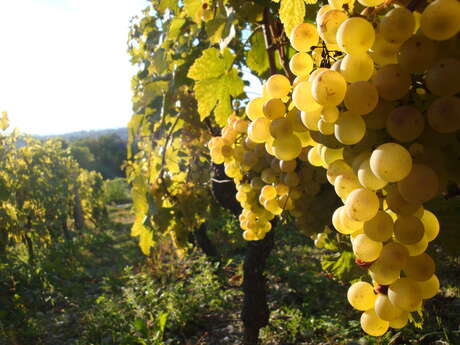 Vineyard Delalex - la Grappe  Dorée