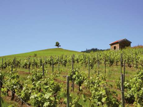 Balade La Clef des champs - Renaison