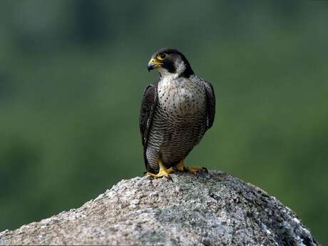 Comptage des faucons pèlerins