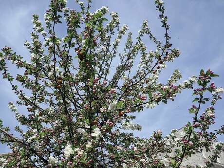 Table ronde - Résilience climatique et avenir des territoires fruitiers