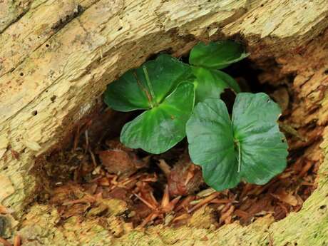 Conférence : les forêts de Serre Ponçon à la loupe !