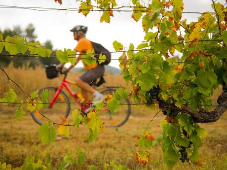 LA TOUR D'AIGUES - À vélo, la vigne au gré des saisons