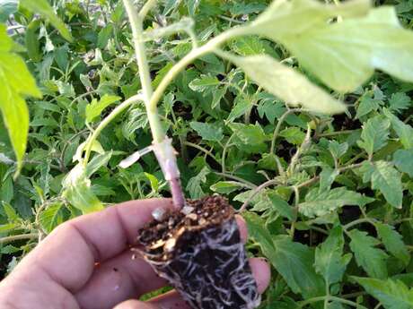 Potager de la Musiquette