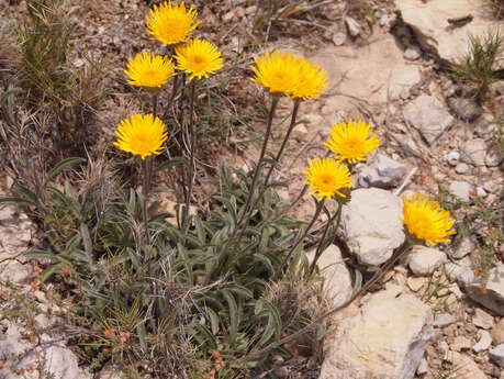 Sortie nature : flore et araignées des calanques (Marseille)