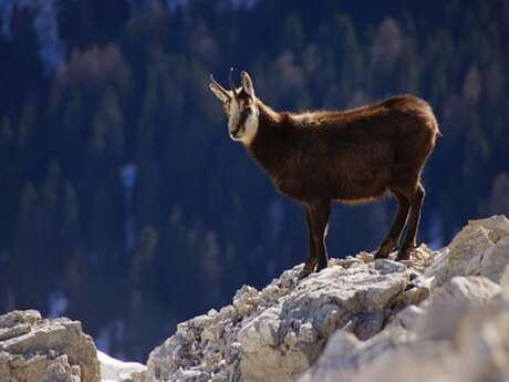 Sur les traces de chamois