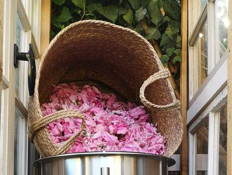 À la découverte de la rose Centifolia et du savoir-faire Grassois - Le Jardin du Petit Jas - Grasse