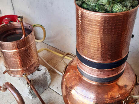 Atelier distillation de plantes médicinales