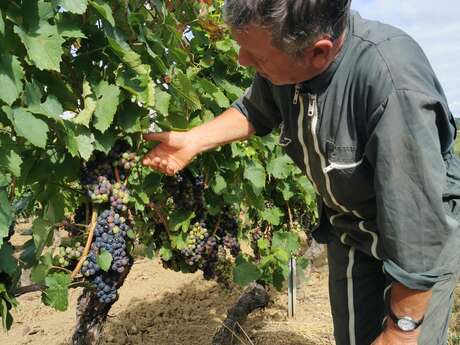 Bal des Vendanges