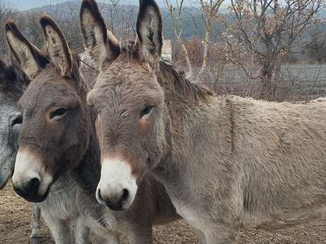 Jeux et goûter d'Halloween avec les ânes