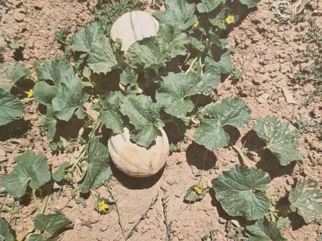 Fruits et légumes Carcès