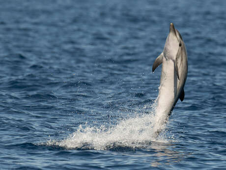 Croisière naturaliste observation des dauphins