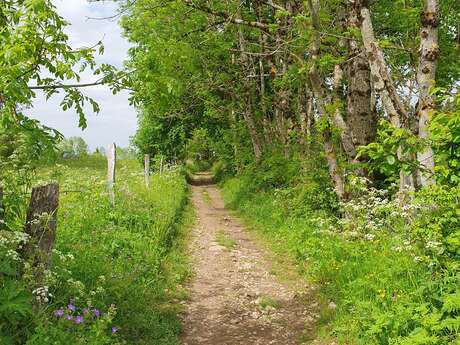 Mountain biking: Circuit n°2 Sous les Mémises