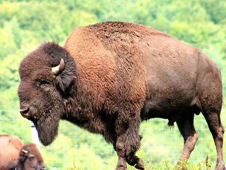 Bisons der Monts de la Madeleine